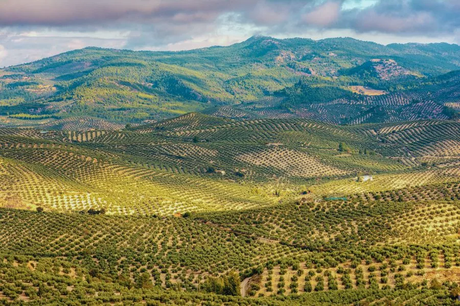 olive tree plantations in spain